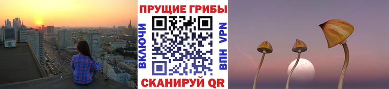Галлюциногенные грибы Psilocybe  Купить закладки  Карасук 
